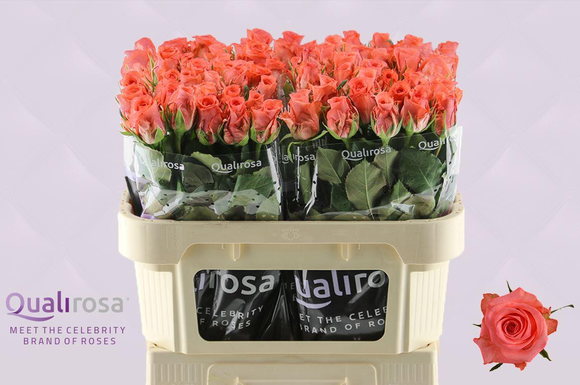 Срезанные цветы оптом Rosa large sankara от 80шт из Голландии с доставкой по России