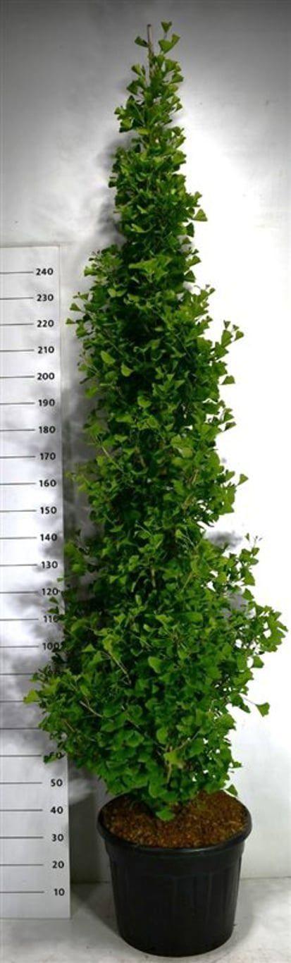 Горшечные цветы и растения оптом Ginkgo Bil. Fastigiata Blagon от 1шт из Голландии с доставкой по России