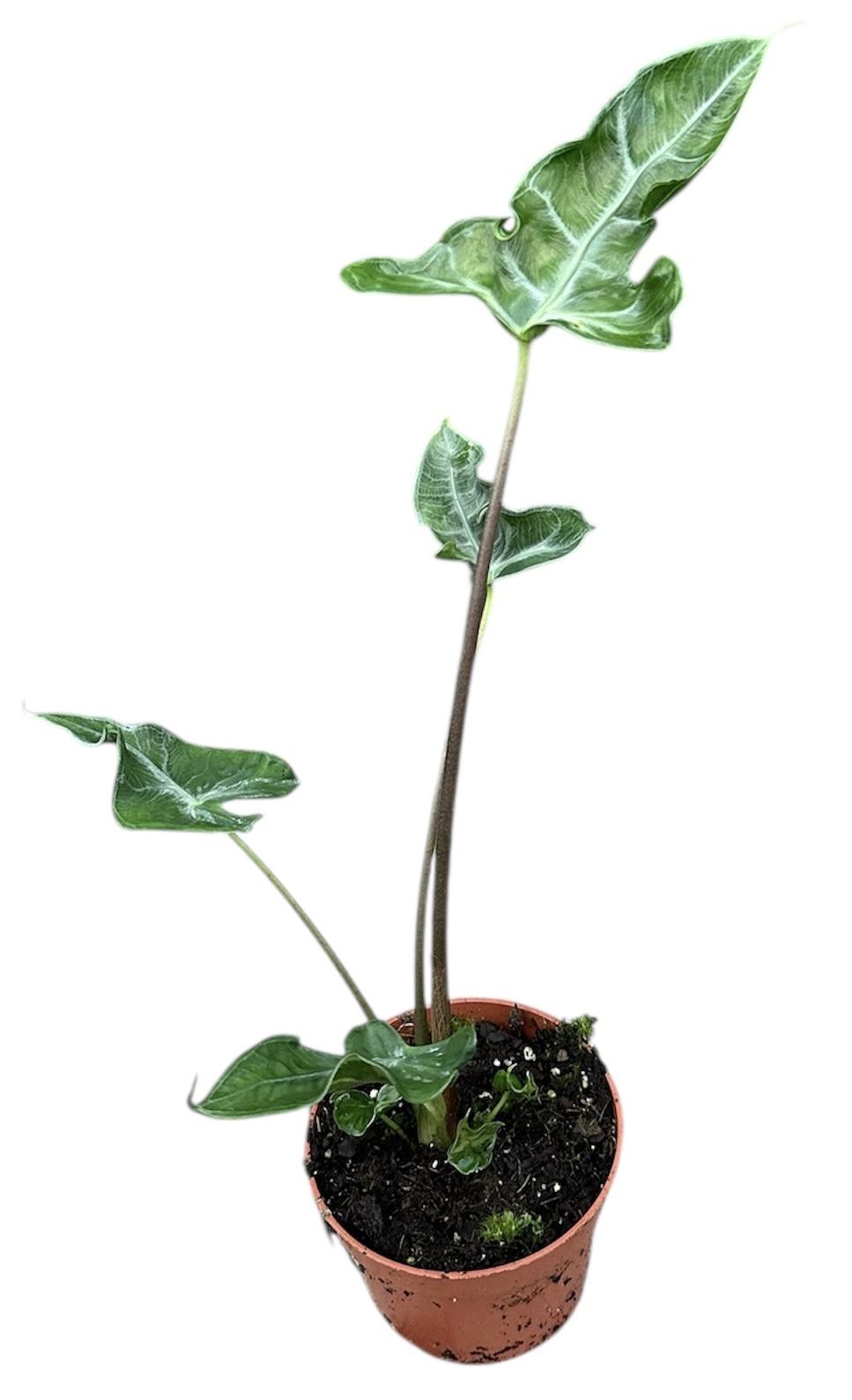 Горшечные цветы и растения оптом Alocasia Teletubbies от 1шт (для телеги) из Голландии с доставкой по России