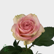 Срезанные цветы оптом Rosa large esperance от 40шт из Голландии с доставкой по России