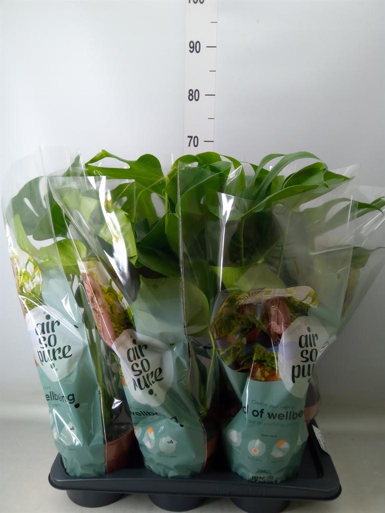 Горшечные цветы и растения оптом Monstera Delic. от 6шт из Голландии с доставкой по России