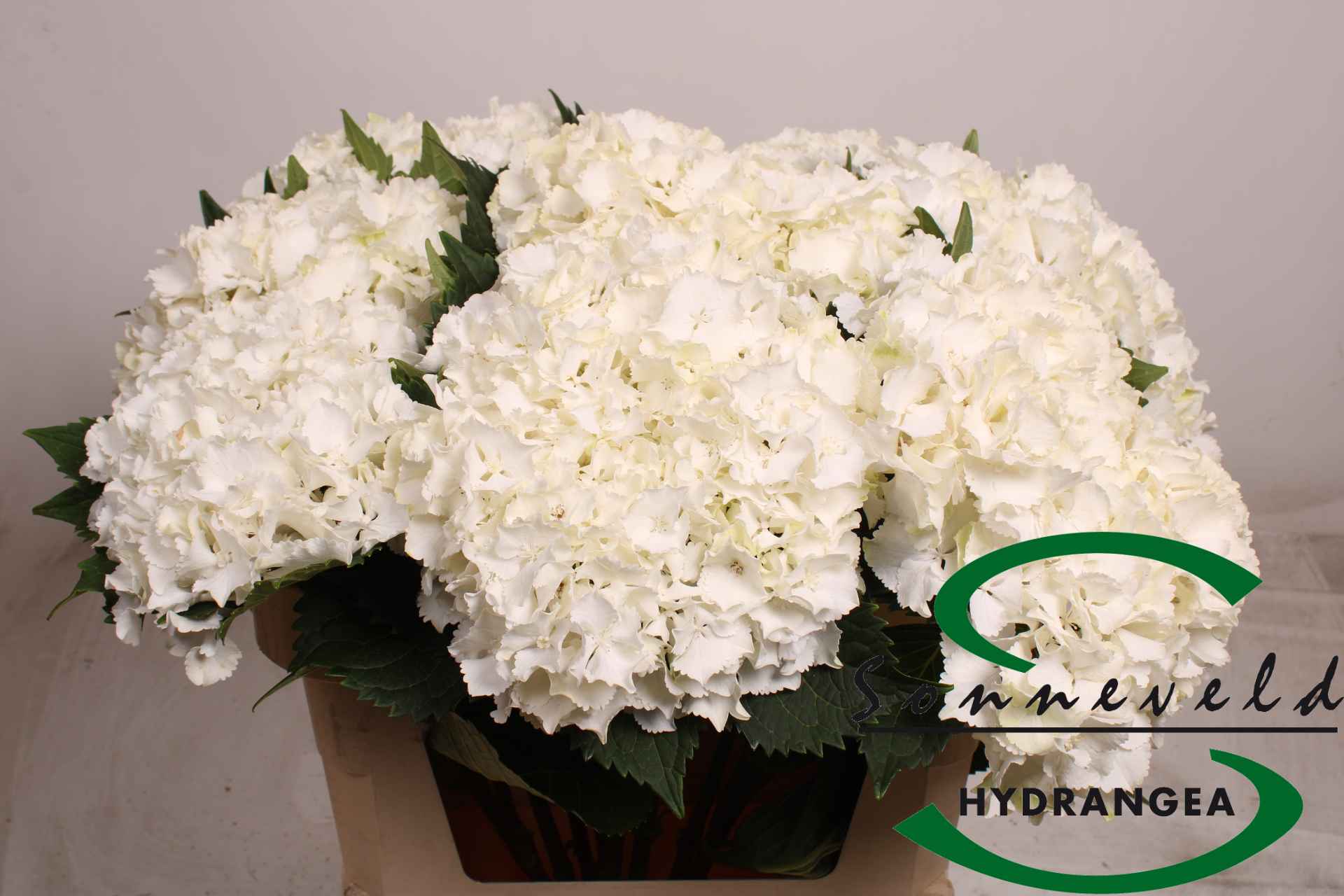 Срезанные цветы оптом Hydrangea ivoor от 10шт из Голландии с доставкой по России