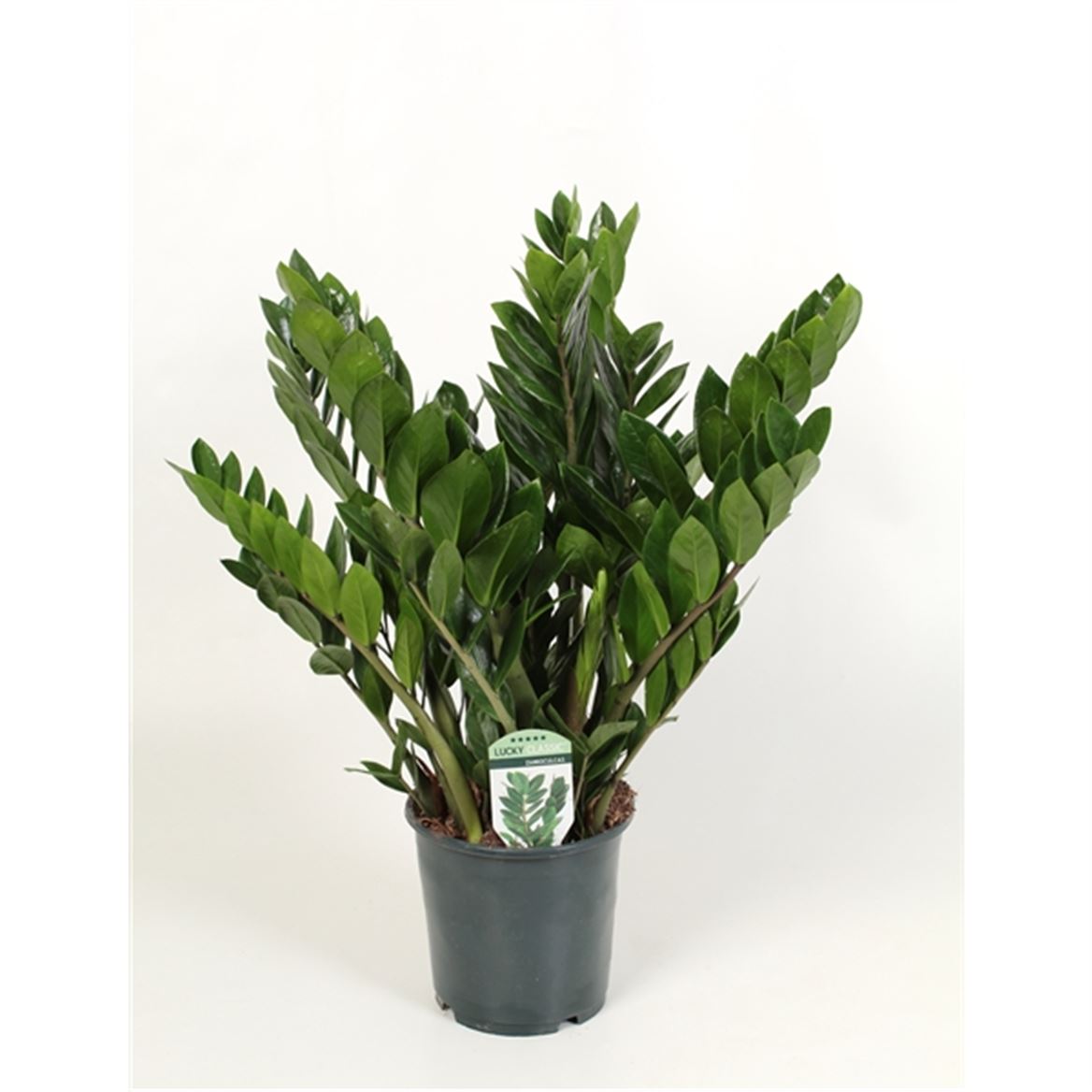 Горшечные цветы и растения оптом Zamioculcas Lucky Classic 7+ от 6шт из Голландии с доставкой по России