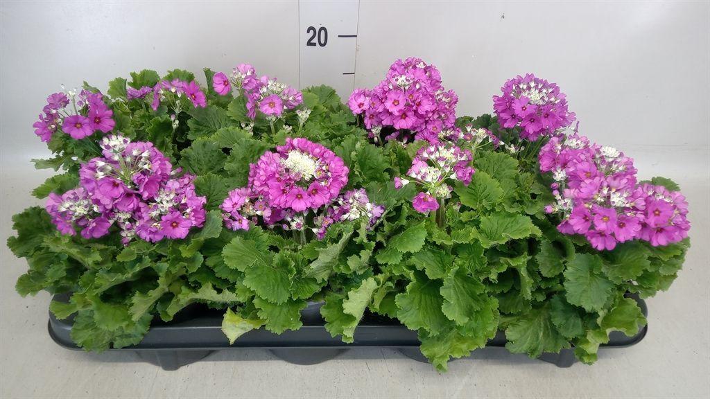 Горшечные цветы и растения оптом Primula Malacoides от 8шт из Голландии с доставкой по России