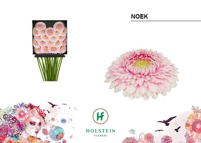 Срезанные цветы оптом Germini diamond gerponi noek от 20шт из Голландии с доставкой по России