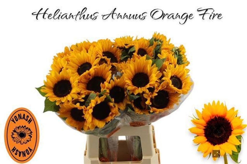 Срезанные цветы оптом Helianthus orange fire от 40шт из Голландии с доставкой по России