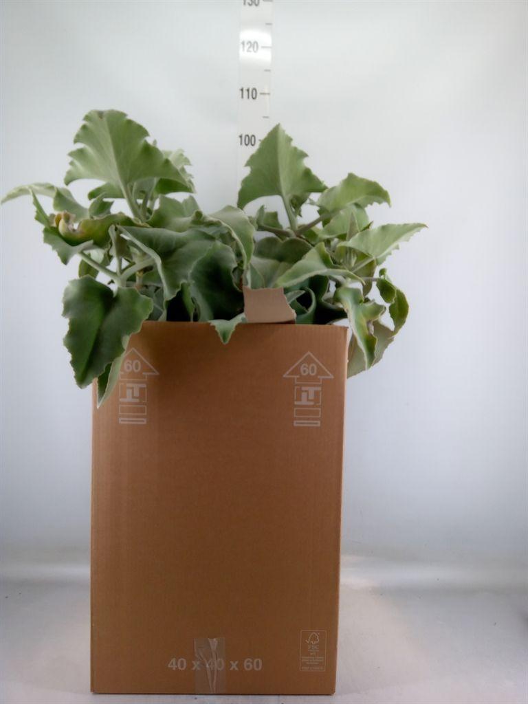 Горшечные цветы и растения оптом Kalanchoe Nf Beharensis от 1шт из Голландии с доставкой по России