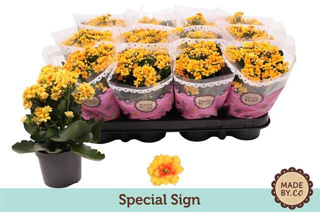 Горшечные цветы и растения оптом Kalanchoe Double Signal Yellow-red от 12шт из Голландии с доставкой по России