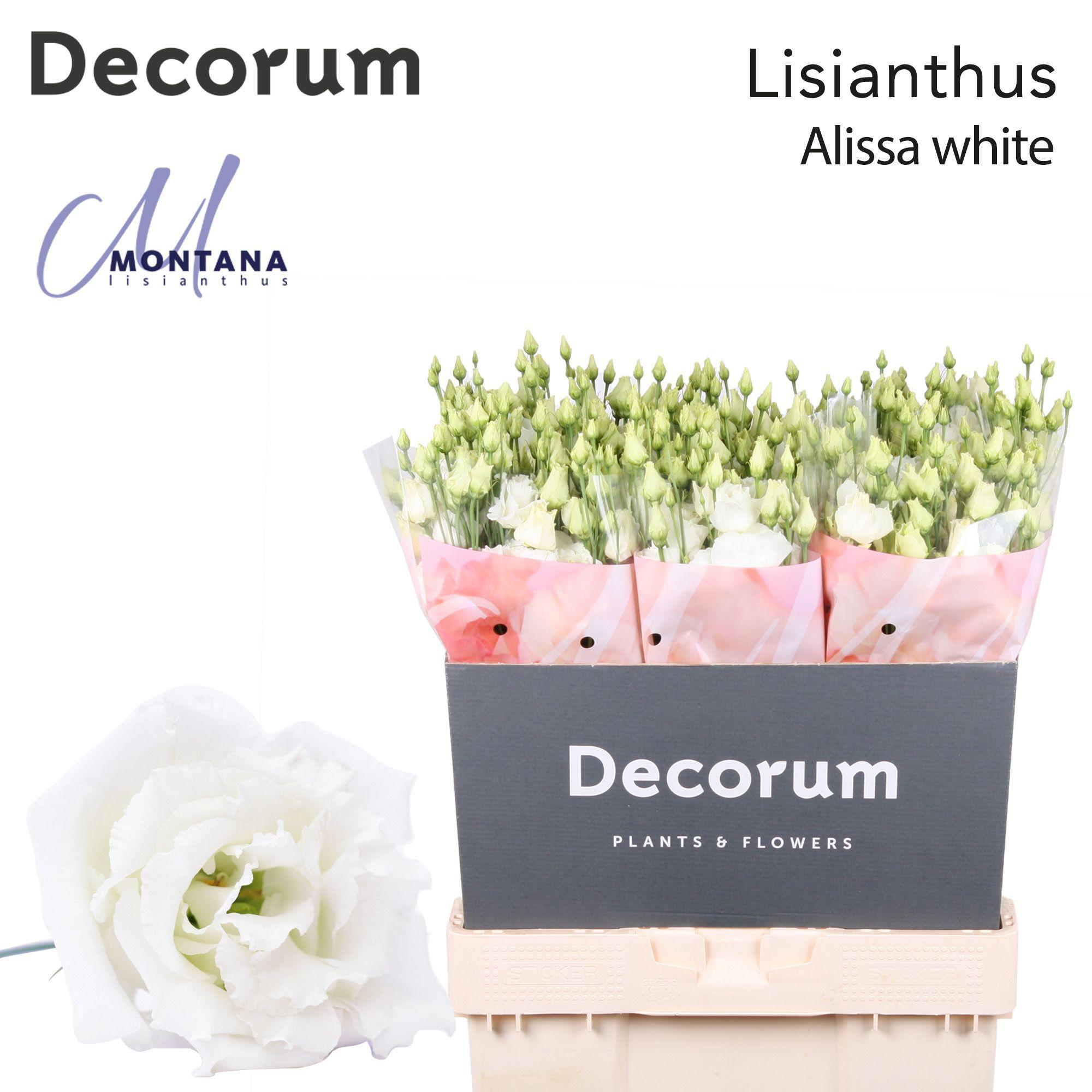 Срезанные цветы оптом Lisianthus do alissa white от 60шт из Голландии с доставкой по России