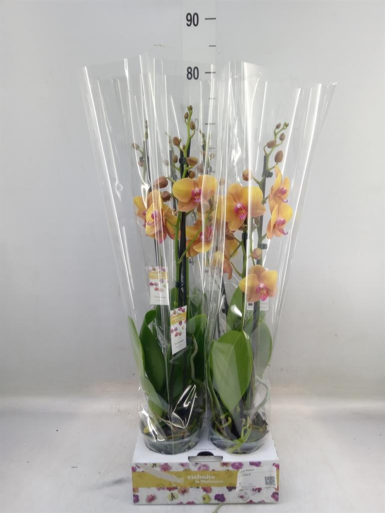 Горшечные цветы и растения оптом Phalaenopsis   ...orange от 4шт из Голландии с доставкой по России