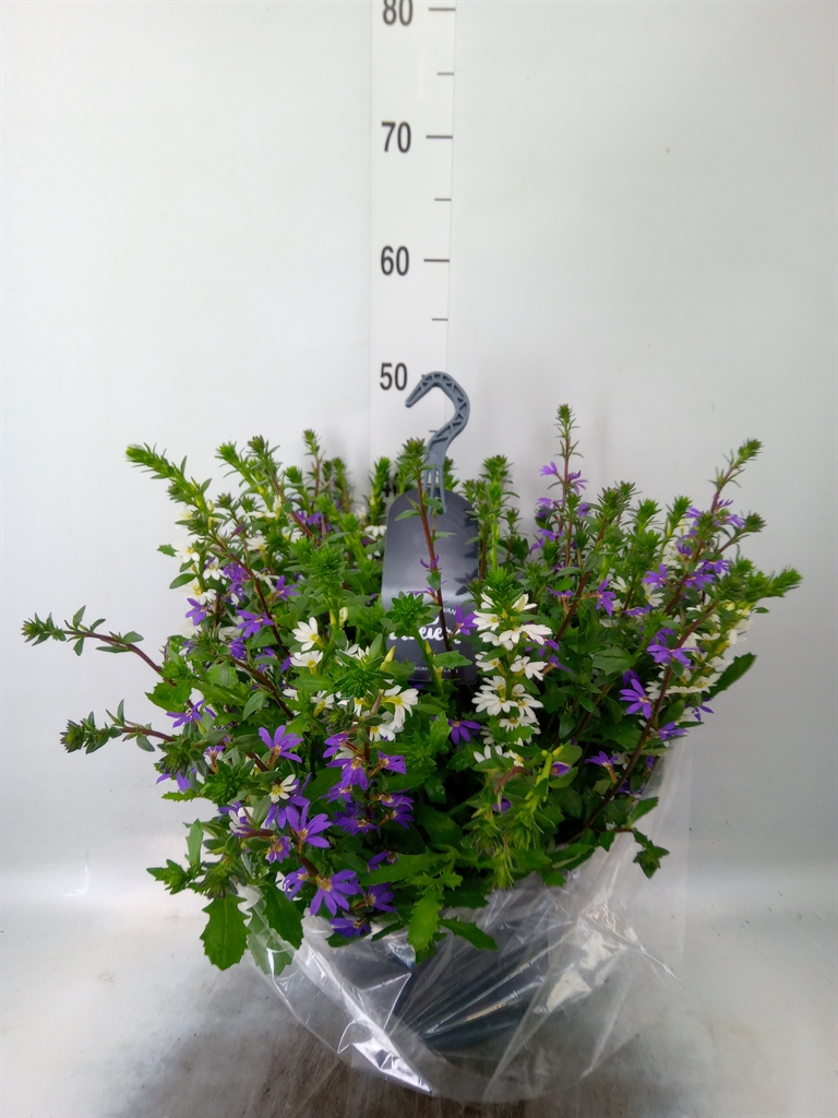 Горшечные цветы и растения оптом Scaevola Aemula от 1шт из Голландии с доставкой по России