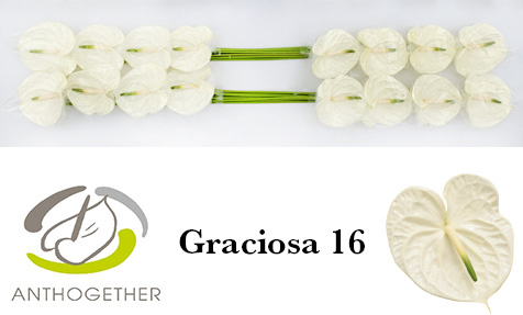 Срезанные цветы оптом Anthurium graciosa от 16шт из Голландии с доставкой по России