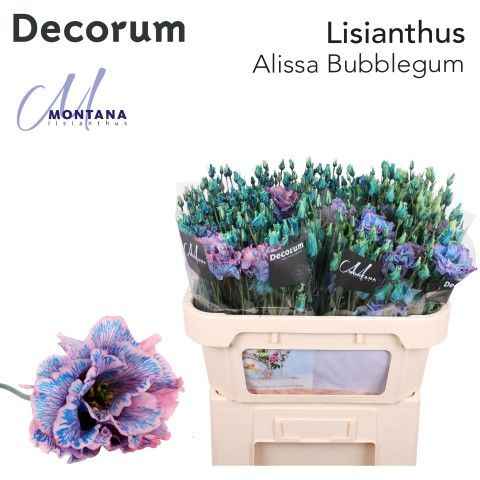 Срезанные цветы оптом Lisianthus do paint alissa bubblegum от 20шт из Голландии с доставкой по России