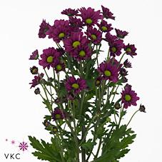 Срезанные цветы оптом Chrys sa madiba jombe purple от 75шт из Голландии с доставкой по России