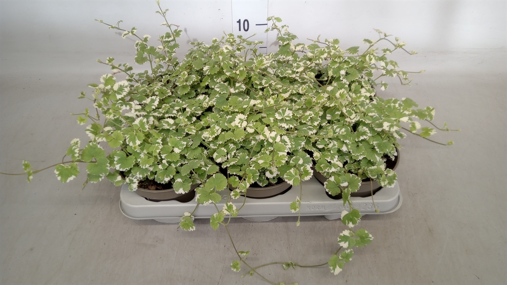 Горшечные цветы и растения оптом Glechoma Hederacea от 6шт из Голландии с доставкой по России