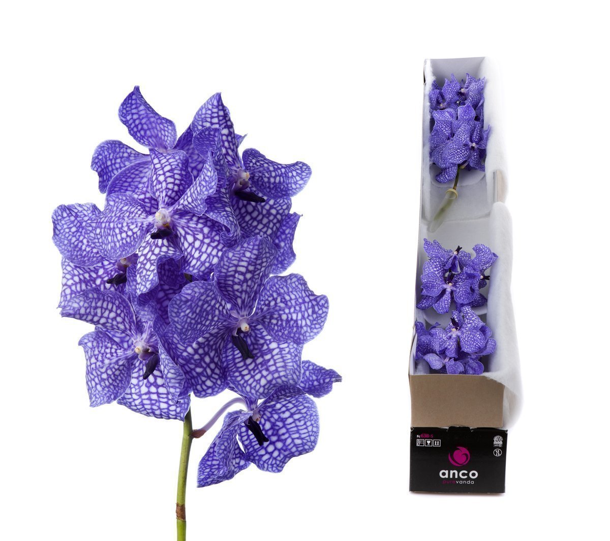 Срезанные цветы оптом Vanda kanchana delft blue per stem от 5шт из Голландии с доставкой по России