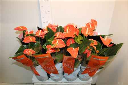 Горшечные цветы и растения оптом Anthu An Mad Orange 5-7+++ от 8шт из Голландии с доставкой по России