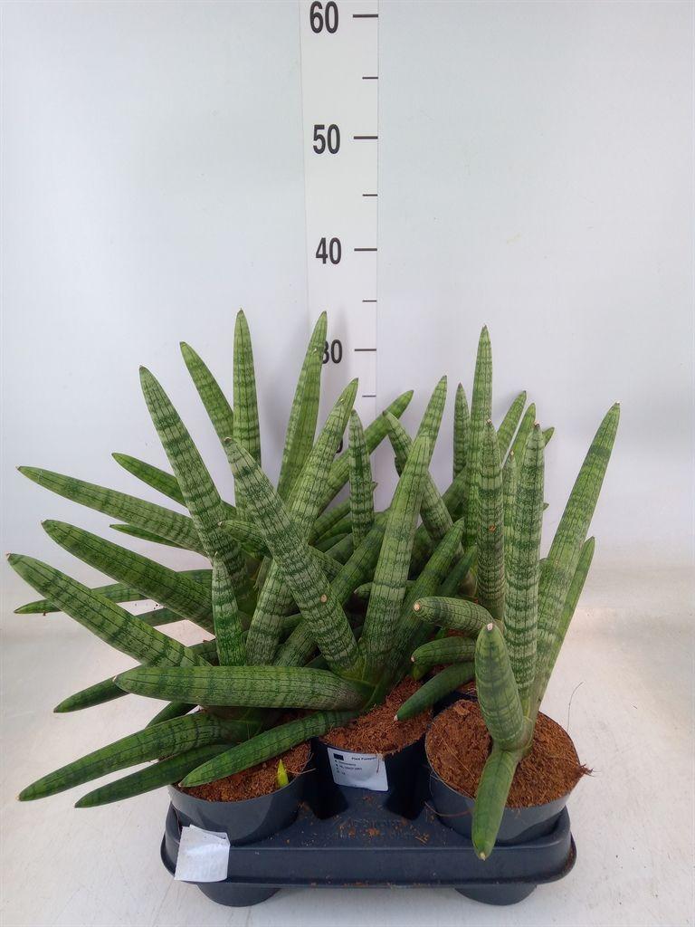 Горшечные цветы и растения оптом Sansevieria Cyl.  ... от 11шт из Голландии с доставкой по России