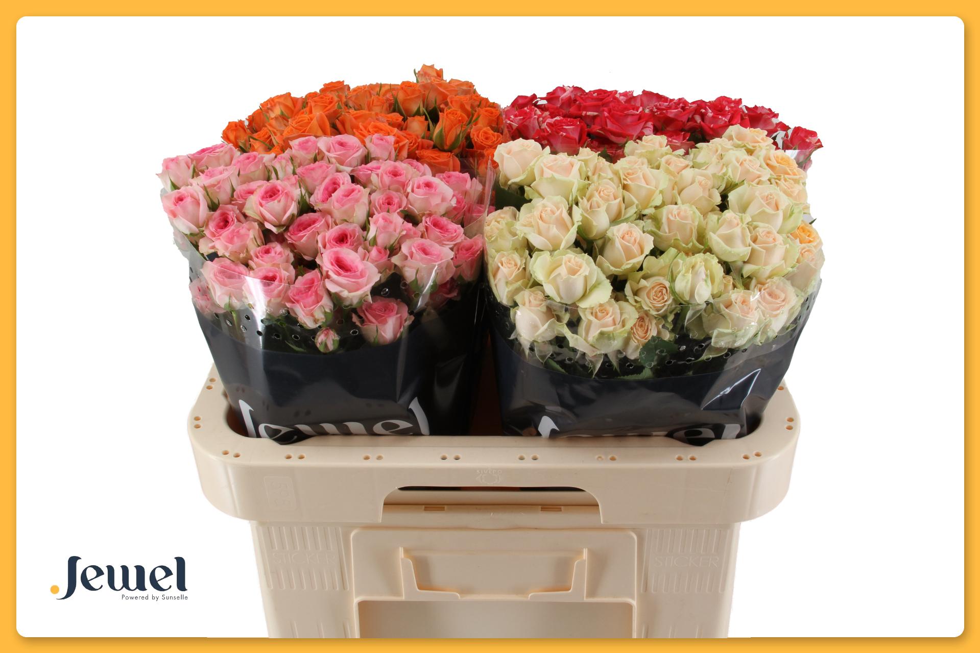 Срезанные цветы оптом Rosa spray mix in bucket от 40шт из Голландии с доставкой по России