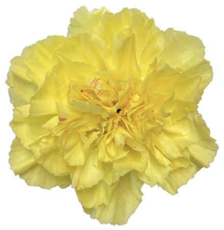 Срезанные цветы оптом Dianthus st hermes от 80шт из Голландии с доставкой по России