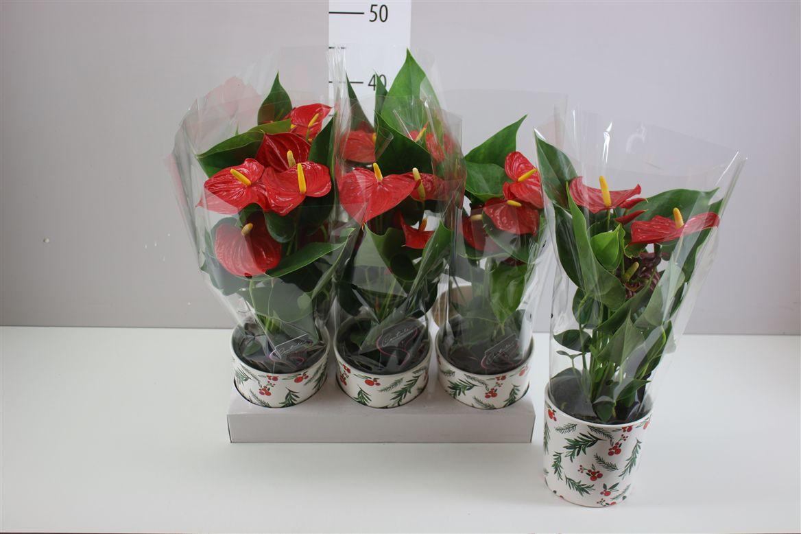 Горшечные цветы и растения оптом Anth An Rood Keramiek Noel от 6шт из Голландии с доставкой по России