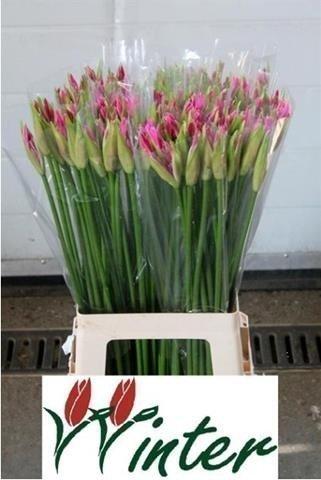 Срезанные цветы оптом Nerine bowdenii favorite от 100шт из Голландии с доставкой по России