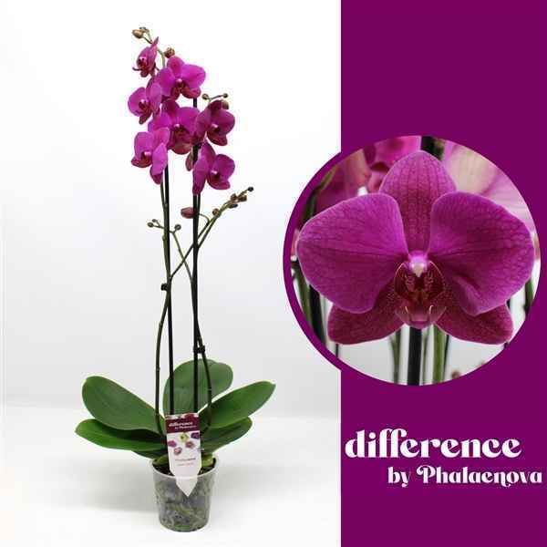Горшечные цветы и растения оптом Phal 2st Vivaldi 18+ (phalaenova) от 10шт из Голландии с доставкой по России