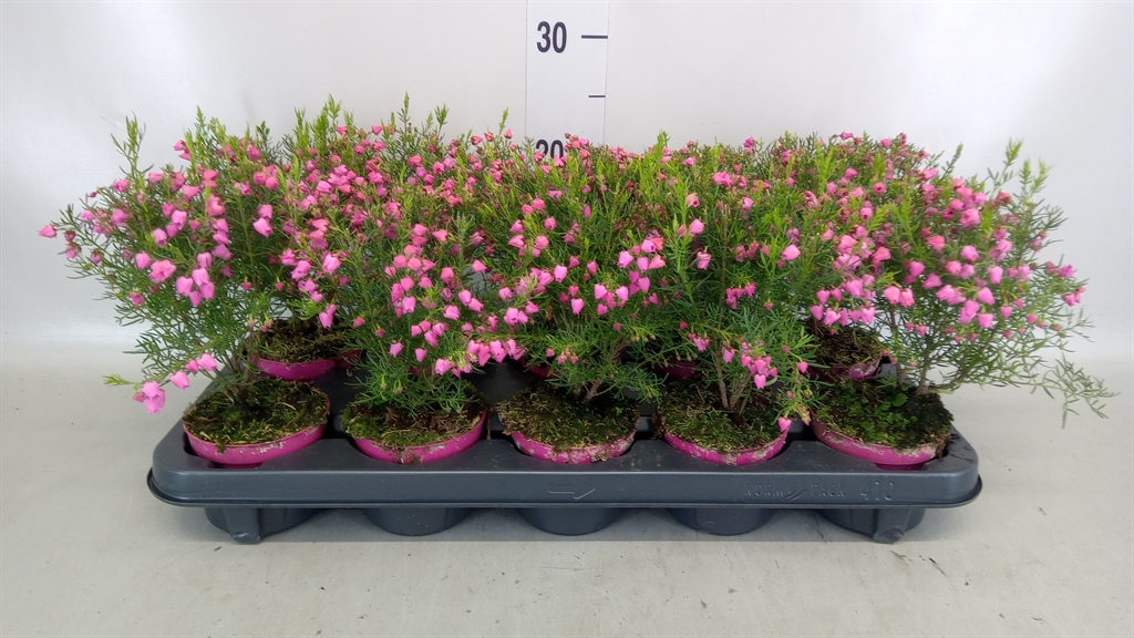 Горшечные цветы и растения оптом Boronia Heterophylla от 10шт из Голландии с доставкой по России