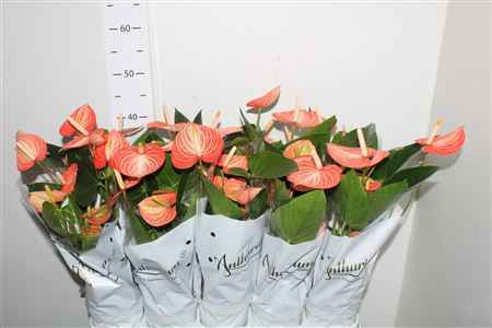 Горшечные цветы и растения оптом Anthu An Livium Candy Cane 5+ от 10шт из Голландии с доставкой по России