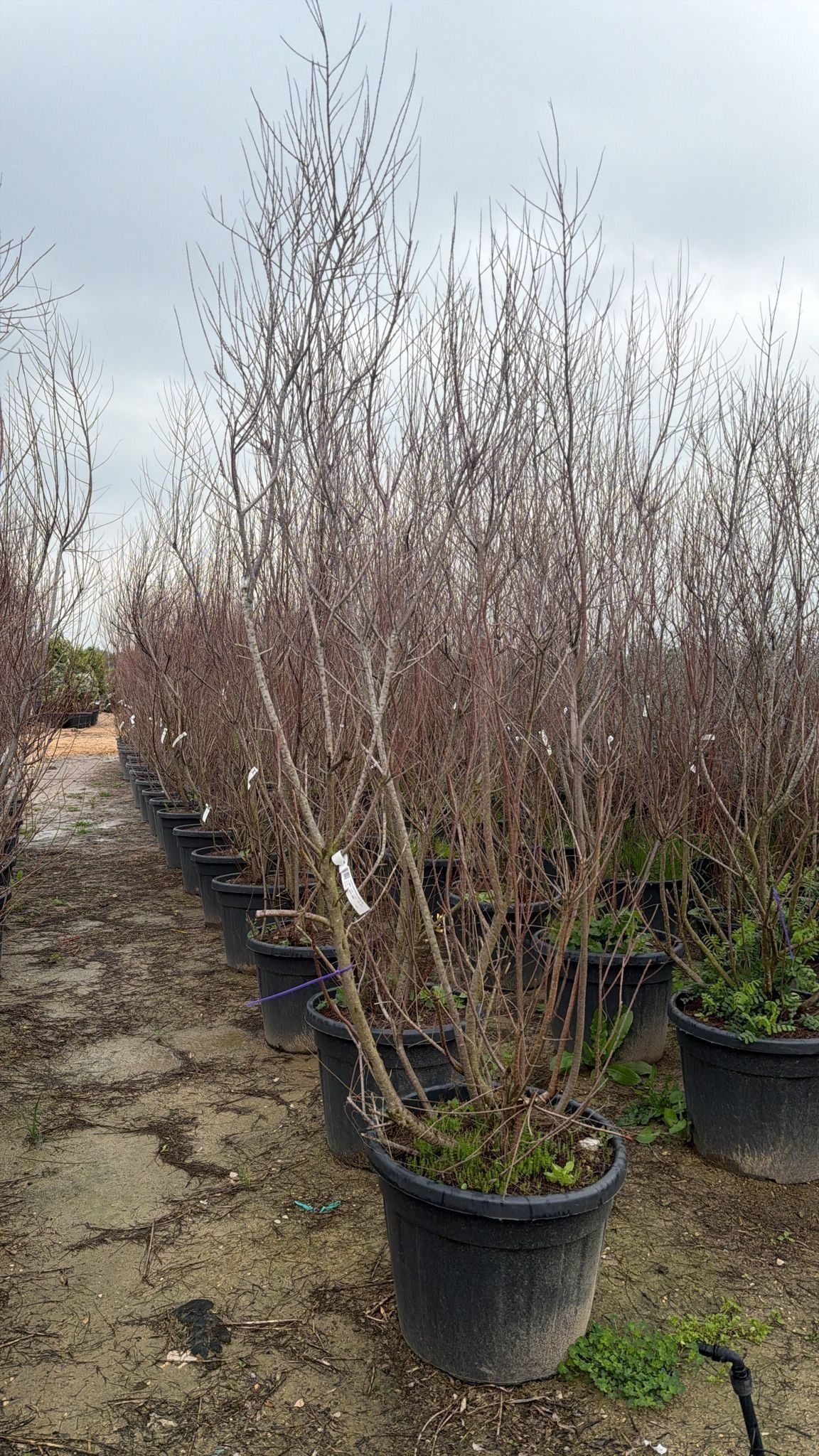 Горшечные цветы и растения оптом Tamarix Tetrandra от 1шт из Голландии с доставкой по России