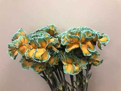 Срезанные цветы оптом Dianthus st paint curacao от 80шт из Голландии с доставкой по России