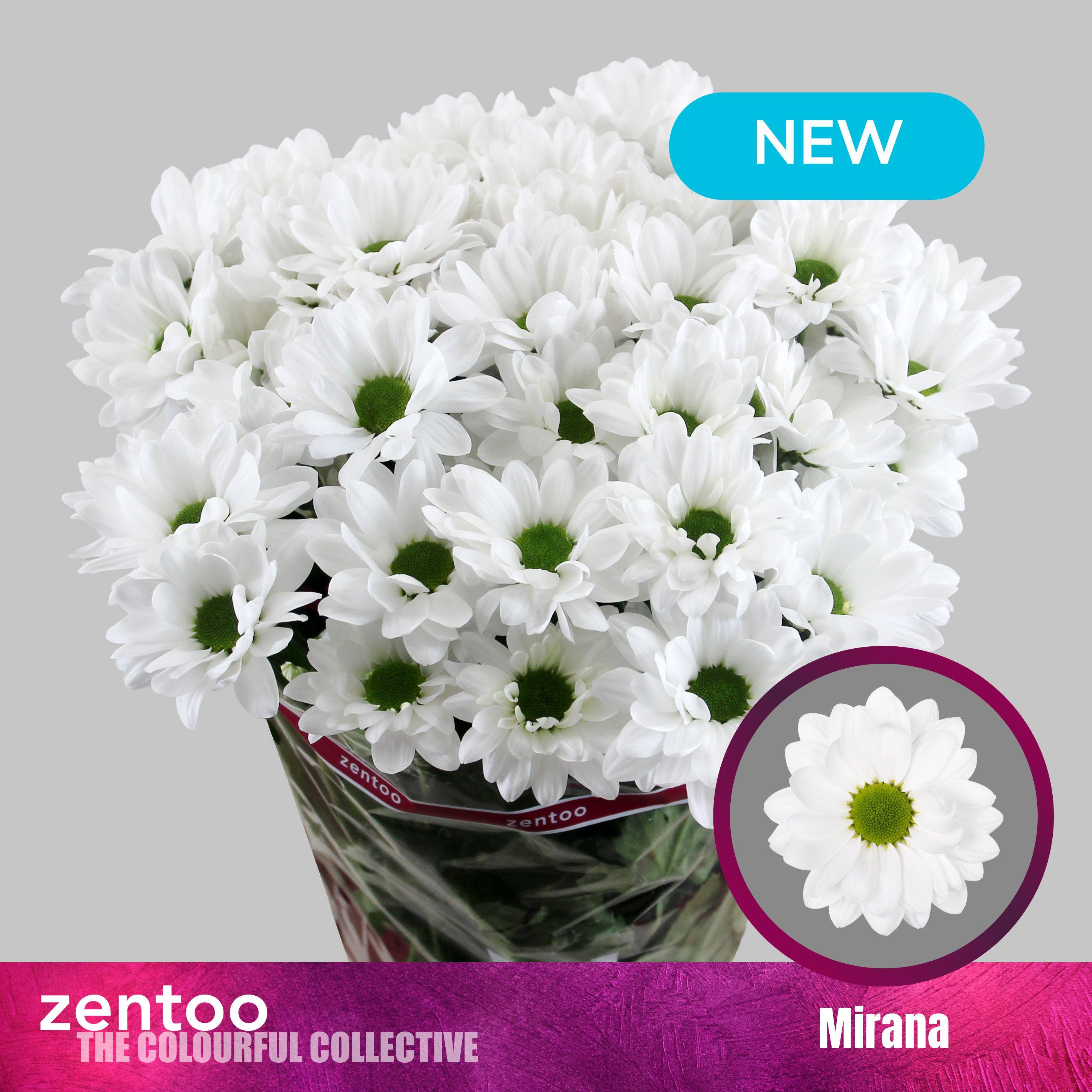 Срезанные цветы оптом Chrys sp mirana от 80шт. из Голландии с доставкой по России