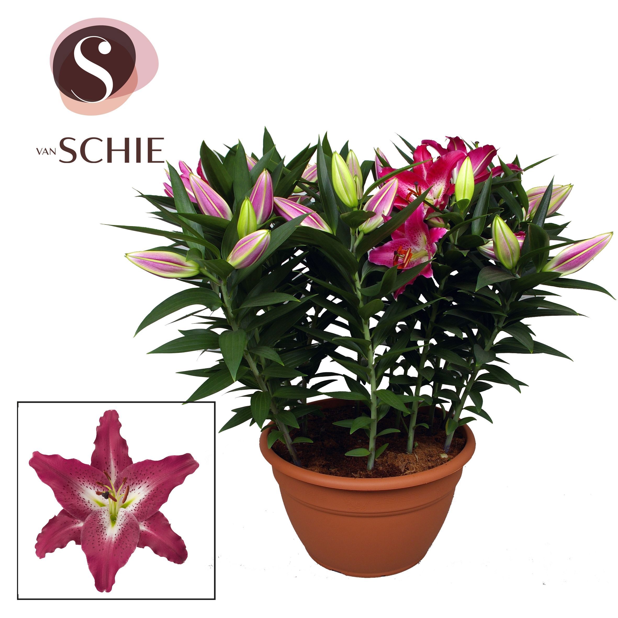 Горшечные цветы и растения оптом Lilium Or Entertainer Xl 15pp от 1шт из Голландии с доставкой по России