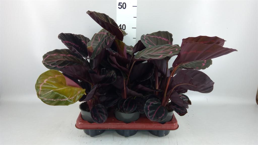 Горшечные цветы и растения оптом Calathea Dottie A от 6шт из Голландии с доставкой по России