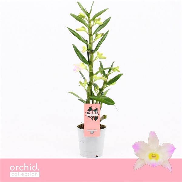 Горшечные цветы и растения оптом Den Nob 1st Kumiko Orchid Collection от 10шт из Голландии с доставкой по России