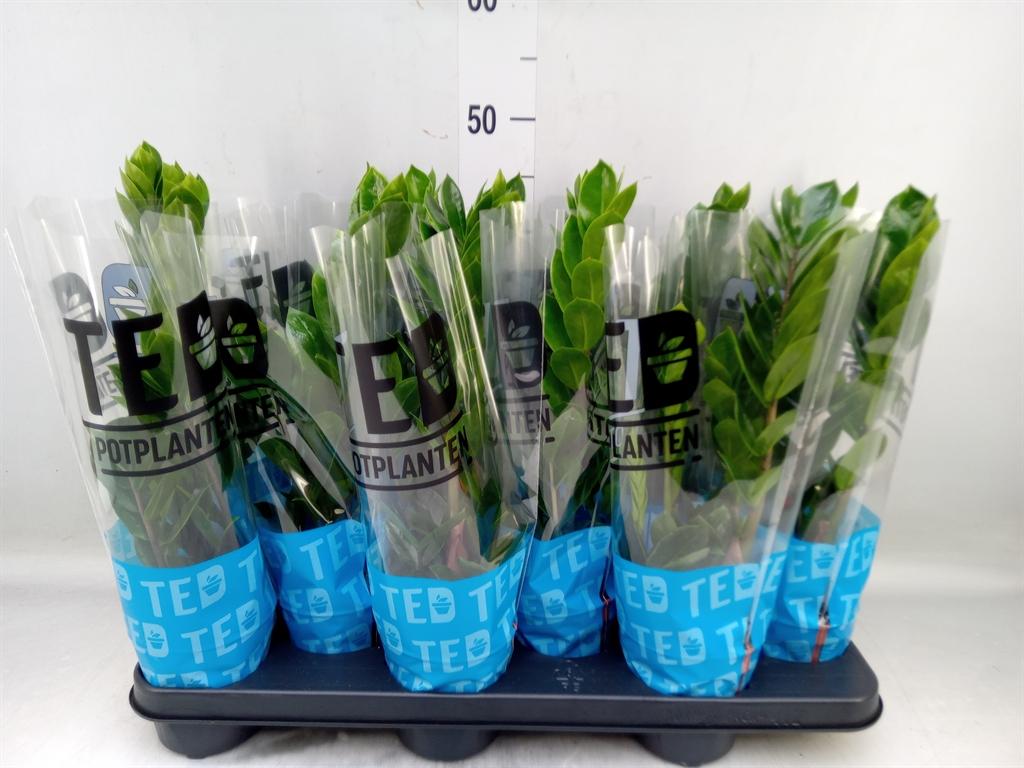 Горшечные цветы и растения оптом Zamioculcas Zamiifolia от 12шт из Голландии с доставкой по России