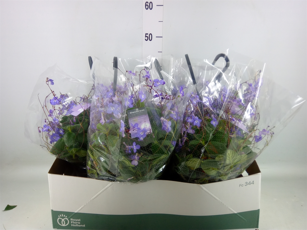 Горшечные цветы и растения оптом Streptocarpus Saxorum от 5шт из Голландии с доставкой по России