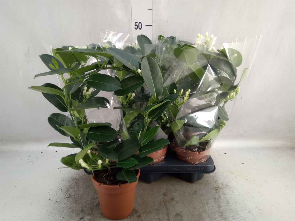 Горшечные цветы и растения оптом Stephanotis Floribunda   ... от 6шт из Голландии с доставкой по России