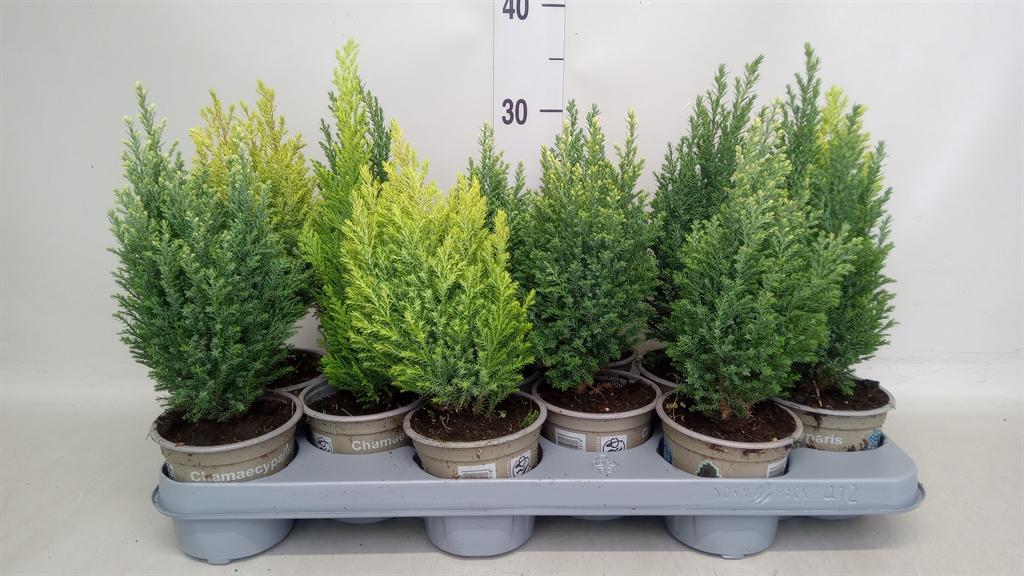 Горшечные цветы и растения оптом Conifers ... от 12шт из Голландии с доставкой по России