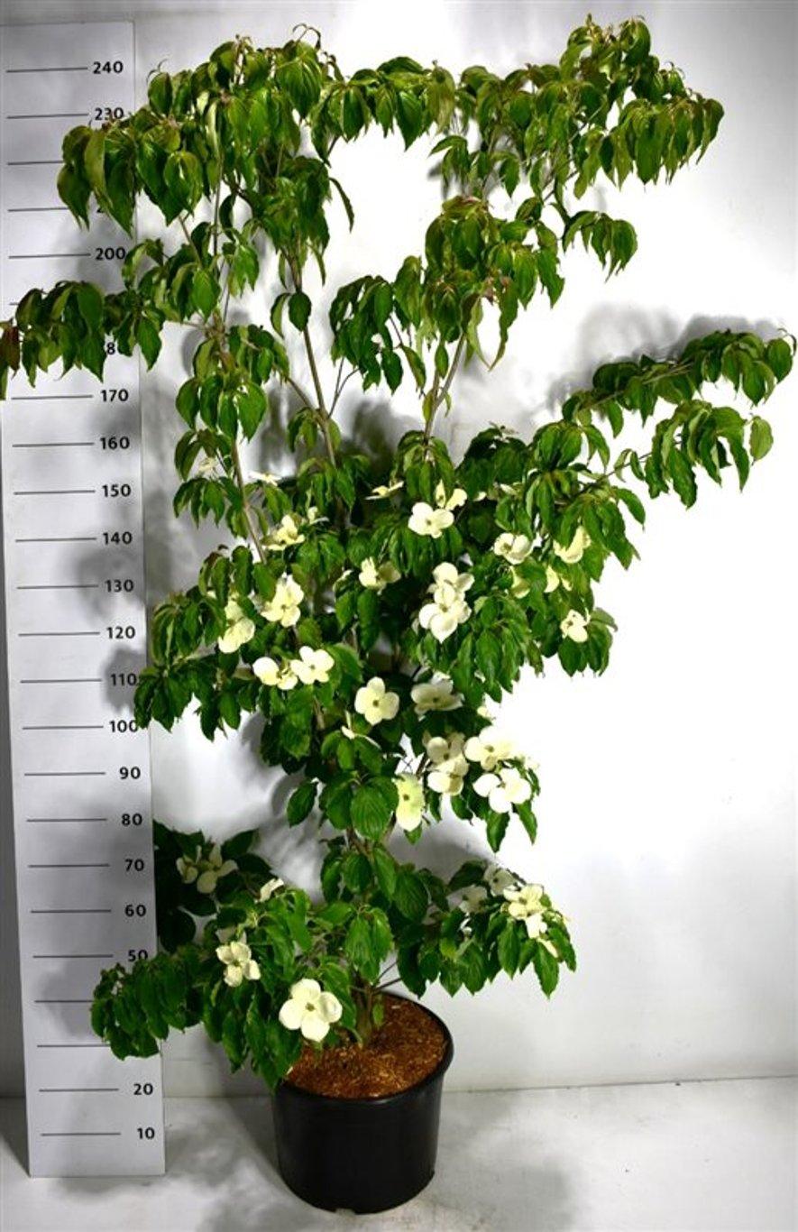 Горшечные цветы и растения оптом Cornus K. teutonia от 1шт из Голландии с доставкой по России