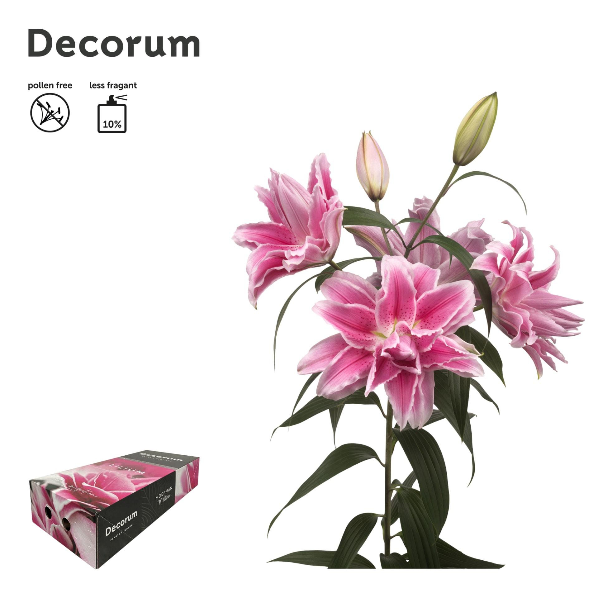 Срезанные цветы оптом Lilium or dbl roselily isabella A от 80шт из Голландии с доставкой по России