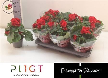 Горшечные цветы и растения оптом Begonia Du Baladin (pligt) от 6шт из Голландии с доставкой по России