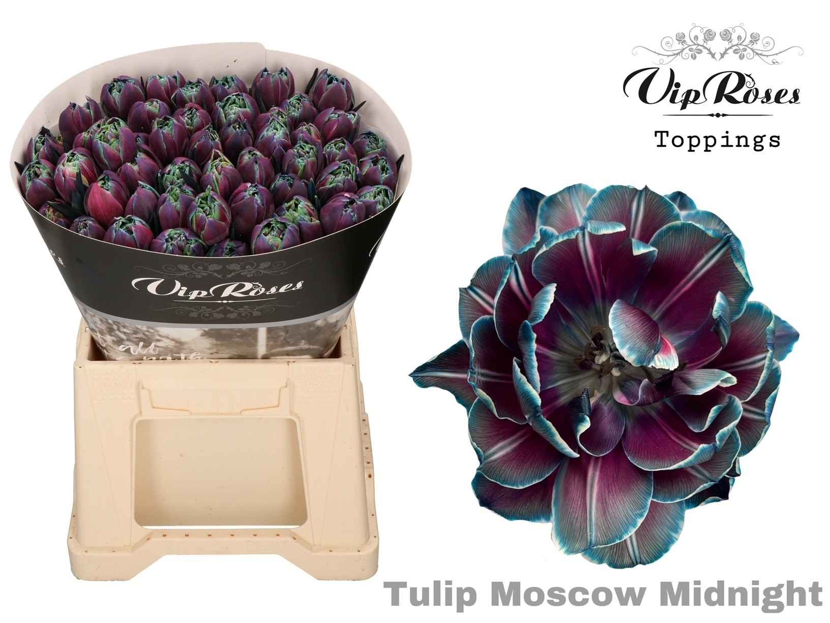 Срезанные цветы оптом Tulipa do paint moscow midnight от 50шт из Голландии с доставкой по России