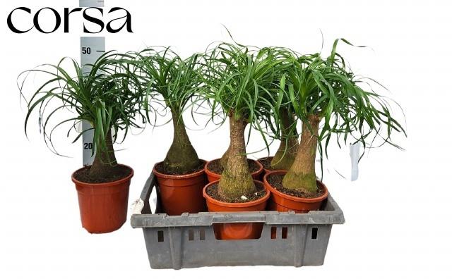 Горшечные цветы и растения оптом Beaucarnea Recur от 6шт из Голландии с доставкой по России