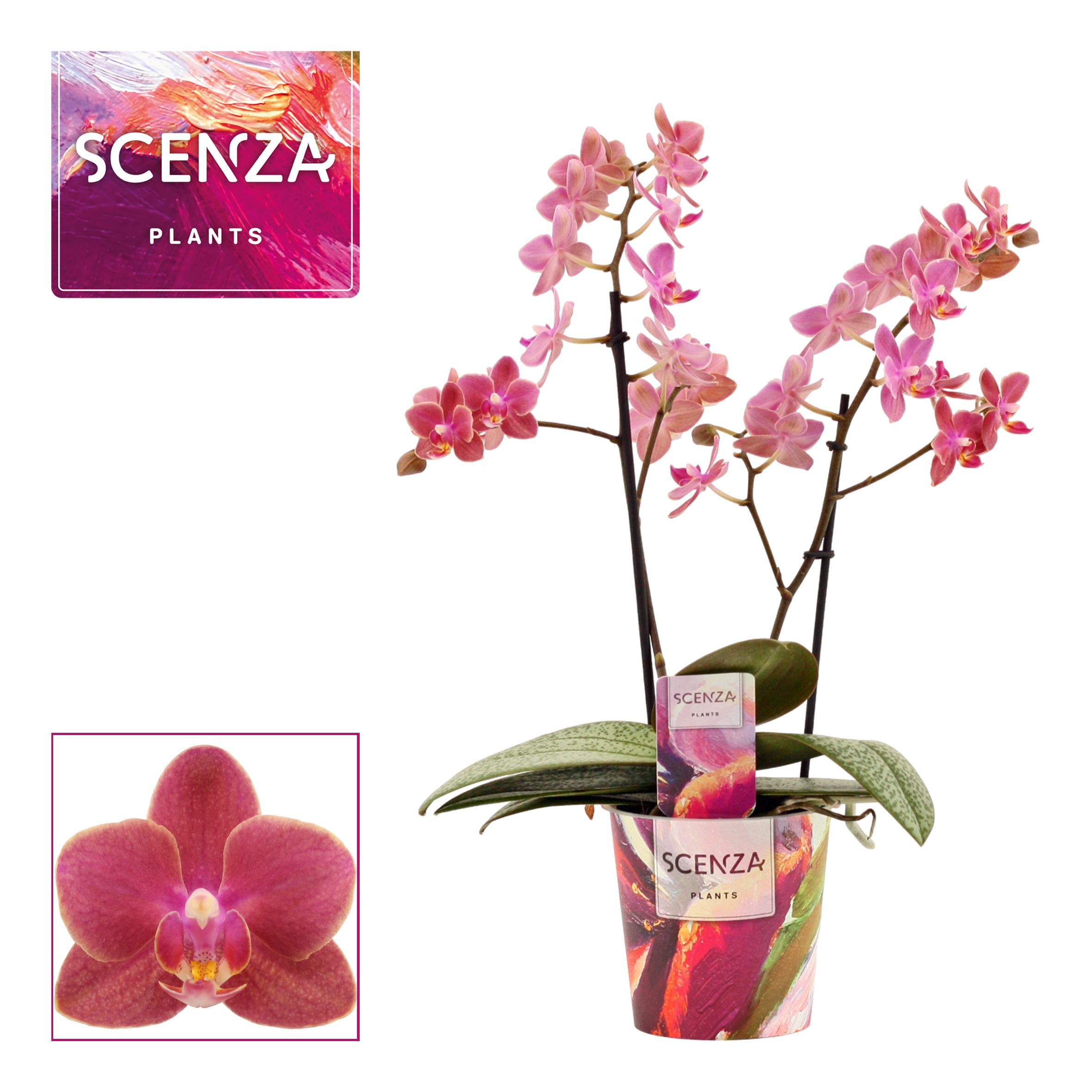 Горшечные цветы и растения оптом Phal 2st Aroma Diffusion (duijn Hove) от 6шт из Голландии с доставкой по России