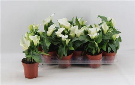 Горшечные цветы и растения оптом Zant Capt Fresco 4+ от 12шт из Голландии с доставкой по России