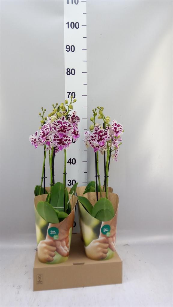 Горшечные цветы и растения оптом Phalaenopsis fc Speechless Elega от 4шт из Голландии с доставкой по России