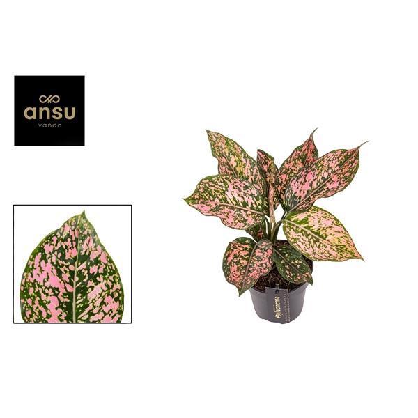 Горшечные цветы и растения оптом Aglaonema Pink Dolphin от 6шт из Голландии с доставкой по России