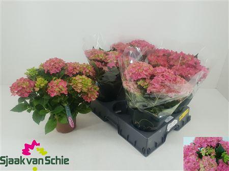 Горшечные цветы и растения оптом Hydr M Hi Ocean Rose 8 - 10 Bloemen+ от 5шт из Голландии с доставкой по России