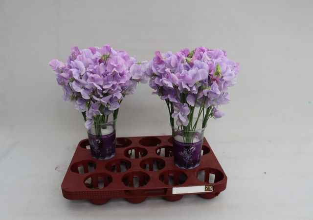 Срезанные цветы оптом Lathyrus winter sunshine lavendel от 50шт.. из Голландии с доставкой по России